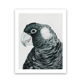 Shop Jimmy The Black Cockatoo Art Print-Animals, Birds, Black, Grey, Portrait, Rectangle, View All-framed painted poster wall decor artwork