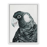 Shop Jimmy The Black Cockatoo Canvas Art Print-Animals, Birds, Black, Grey, Portrait, Rectangle, View All-framed wall decor artwork