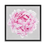 Shop Pink Peony (Square) Canvas Art Print-Botanicals, Florals, Grey, Pink, Square, View All-framed wall decor artwork