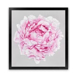 Shop Pink Peony (Square) Art Print-Botanicals, Florals, Grey, Pink, Square, View All-framed painted poster wall decor artwork