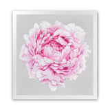 Shop Pink Peony (Square) Art Print-Botanicals, Florals, Grey, Pink, Square, View All-framed painted poster wall decor artwork