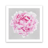 Shop Pink Peony (Square) Art Print-Botanicals, Florals, Grey, Pink, Square, View All-framed painted poster wall decor artwork