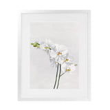 Shop White Orchid Stems Art Print-Botanicals, Florals, Portrait, Rectangle, View All, White-framed painted poster wall decor artwork