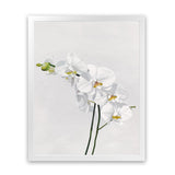 Shop White Orchid Stems Art Print-Botanicals, Florals, Portrait, Rectangle, View All, White-framed painted poster wall decor artwork