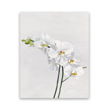 Shop White Orchid Stems Art Print-Botanicals, Florals, Portrait, Rectangle, View All, White-framed painted poster wall decor artwork