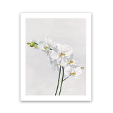 Shop White Orchid Stems Art Print-Botanicals, Florals, Portrait, Rectangle, View All, White-framed painted poster wall decor artwork