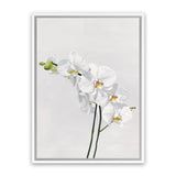 Shop White Orchid Stems Canvas Art Print-Botanicals, Florals, Portrait, Rectangle, View All, White-framed wall decor artwork