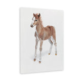 Shop Baby Foal Canvas Art Print-Animals, Baby Nursery, Brown, Photography, Photography Canvas Prints, Portrait, View All-framed wall decor artwork