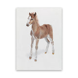 Shop Baby Foal Canvas Art Print-Animals, Baby Nursery, Brown, Photography, Photography Canvas Prints, Portrait, View All-framed wall decor artwork