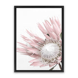 Shop Protea 1 Photo Canvas Art Print-Botanicals, Florals, Photography, Photography Canvas Prints, Pink, Portrait, Rectangle, View All, White-framed wall decor artwork