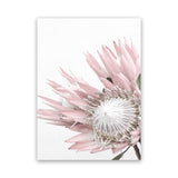Shop Protea 1 Photo Canvas Art Print-Botanicals, Florals, Photography, Photography Canvas Prints, Pink, Portrait, Rectangle, View All, White-framed wall decor artwork