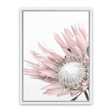 Shop Protea 1 Photo Canvas Art Print-Botanicals, Florals, Photography, Photography Canvas Prints, Pink, Portrait, Rectangle, View All, White-framed wall decor artwork