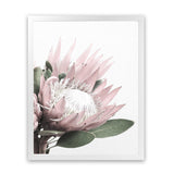 Shop Protea 2 Photo Art Print-Botanicals, Florals, Photography, Pink, Portrait, Rectangle, View All, White-framed poster wall decor artwork