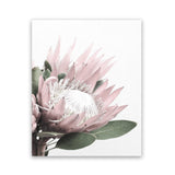Shop Protea 2 Photo Art Print-Botanicals, Florals, Photography, Pink, Portrait, Rectangle, View All, White-framed poster wall decor artwork