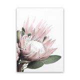 Shop Protea 2 Photo Canvas Art Print-Botanicals, Florals, Photography, Photography Canvas Prints, Pink, Portrait, Rectangle, View All, White-framed wall decor artwork