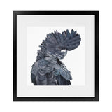 Shop Theo The Black Cockatoo (Square) Art Print-Animals, Birds, Black, Grey, Square, View All-framed painted poster wall decor artwork
