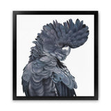 Shop Theo The Black Cockatoo (Square) Art Print-Animals, Birds, Black, Grey, Square, View All-framed painted poster wall decor artwork