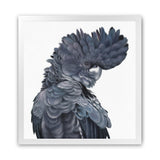 Shop Theo The Black Cockatoo (Square) Art Print-Animals, Birds, Black, Grey, Square, View All-framed painted poster wall decor artwork
