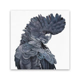 Shop Theo The Black Cockatoo (Square) Canvas Art Print-Animals, Birds, Black, Grey, Square, View All-framed wall decor artwork