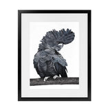 Shop Theo The Black Cockatoo Art Print-Animals, Birds, Black, Grey, Portrait, Rectangle, View All-framed painted poster wall decor artwork