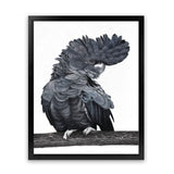 Shop Theo The Black Cockatoo Art Print-Animals, Birds, Black, Grey, Portrait, Rectangle, View All-framed painted poster wall decor artwork