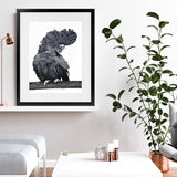 Shop Theo The Black Cockatoo Art Print-Animals, Birds, Black, Grey, Portrait, Rectangle, View All-framed painted poster wall decor artwork