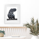 Shop Theo The Black Cockatoo Art Print-Animals, Birds, Black, Grey, Portrait, Rectangle, View All-framed painted poster wall decor artwork