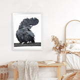 Shop Theo The Black Cockatoo Art Print-Animals, Birds, Black, Grey, Portrait, Rectangle, View All-framed painted poster wall decor artwork
