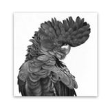 Shop Theo The Black Cockatoo B&W (Square) Art Print-Animals, Birds, Black, Square, View All-framed painted poster wall decor artwork