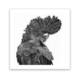 Shop Theo The Black Cockatoo B&W (Square) Art Print-Animals, Birds, Black, Square, View All-framed painted poster wall decor artwork