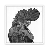 Shop Theo The Black Cockatoo B&W (Square) Canvas Art Print-Animals, Birds, Black, Square, View All-framed wall decor artwork