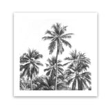 Shop Summer Palms II B&W (Square) Art Print-Black, Coastal, Grey, Square, Tropical, View All-framed painted poster wall decor artwork