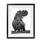 Shop Theo The Black Cockatoo (B&W) Art Print-Animals, Birds, Black, Portrait, Rectangle, View All-framed painted poster wall decor artwork