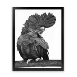 Shop Theo The Black Cockatoo (B&W) Art Print-Animals, Birds, Black, Portrait, Rectangle, View All-framed painted poster wall decor artwork