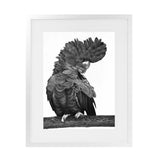 Shop Theo The Black Cockatoo (B&W) Art Print-Animals, Birds, Black, Portrait, Rectangle, View All-framed painted poster wall decor artwork