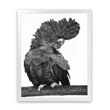 Shop Theo The Black Cockatoo (B&W) Art Print-Animals, Birds, Black, Portrait, Rectangle, View All-framed painted poster wall decor artwork