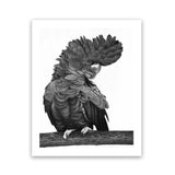 Shop Theo The Black Cockatoo (B&W) Art Print-Animals, Birds, Black, Portrait, Rectangle, View All-framed painted poster wall decor artwork