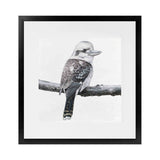 Shop Kookaburra On A Branch (Square) Art Print-Animals, Birds, Black, Grey, Square, View All, White-framed painted poster wall decor artwork
