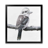 Shop Kookaburra On A Branch (Square) Art Print-Animals, Birds, Black, Grey, Square, View All, White-framed painted poster wall decor artwork