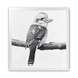 Shop Kookaburra On A Branch (Square) Art Print-Animals, Birds, Black, Grey, Square, View All, White-framed painted poster wall decor artwork