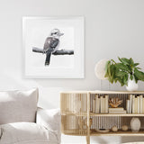 Shop Kookaburra On A Branch (Square) Art Print-Animals, Birds, Black, Grey, Square, View All, White-framed painted poster wall decor artwork