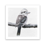 Shop Kookaburra On A Branch (Square) Art Print-Animals, Birds, Black, Grey, Square, View All, White-framed painted poster wall decor artwork