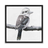 Shop Kookaburra On A Branch (Square) Canvas Art Print-Animals, Birds, Black, Grey, Square, View All, White-framed wall decor artwork