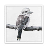 Shop Kookaburra On A Branch (Square) Canvas Art Print-Animals, Birds, Black, Grey, Square, View All, White-framed wall decor artwork