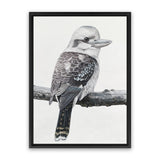 Shop Kookaburra On A Branch Canvas Art Print-Animals, Birds, Black, Grey, Portrait, Rectangle, View All-framed wall decor artwork