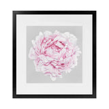 Shop Pink Peony II (Square) Art Print-Botanicals, Florals, Grey, Pink, Square, View All-framed painted poster wall decor artwork