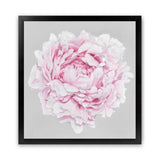 Shop Pink Peony II (Square) Art Print-Botanicals, Florals, Grey, Pink, Square, View All-framed painted poster wall decor artwork
