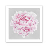 Shop Pink Peony II (Square) Art Print-Botanicals, Florals, Grey, Pink, Square, View All-framed painted poster wall decor artwork