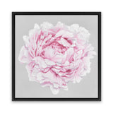 Shop Pink Peony II (Square) Canvas Art Print-Botanicals, Florals, Grey, Pink, Square, View All-framed wall decor artwork