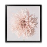 Shop Pastel Peach Dahlia Flower (Square) Art Print-Botanicals, Florals, Neutrals, Pink, Square, View All-framed painted poster wall decor artwork